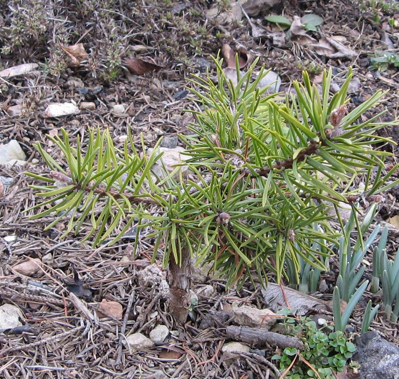 borovice Banksova Repens - Pinus banksiana Repens